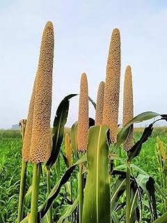 Brown Top Millet Grass Seeds for Planting - Pennisetum glaucum - Ornamental Grass Seeds (5,000 Seeds)